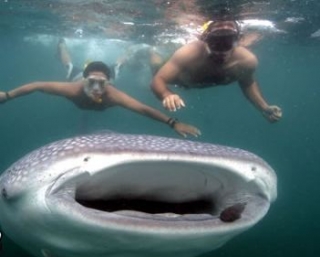 Nadar con el Tiburón Ballena